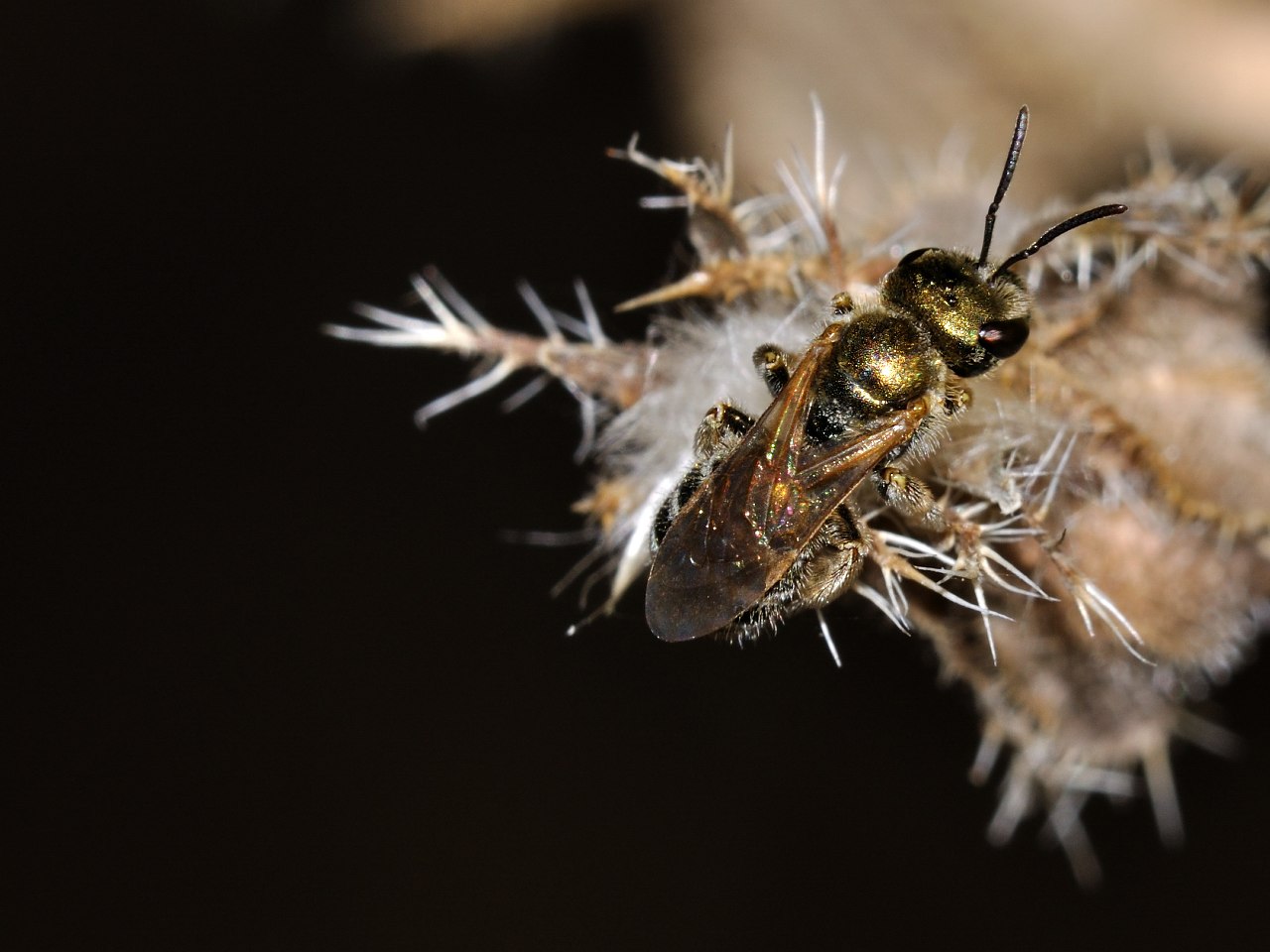 Halictus (subg, Seladonia) sp.